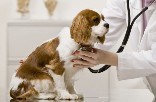 درمانگاه دامپزشکی