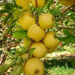 فروش نهال های  اصلاح شده