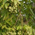 فروش نهال های  اصلاح شده